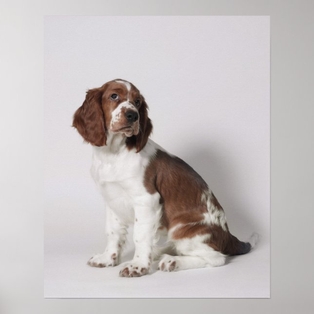 Poster Springer Spaniel (Frente)