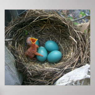 Póster Spring's new arrival