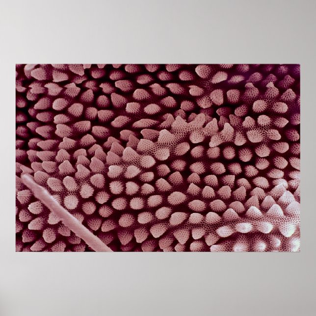 Poster Springtail - dorso (Frente)