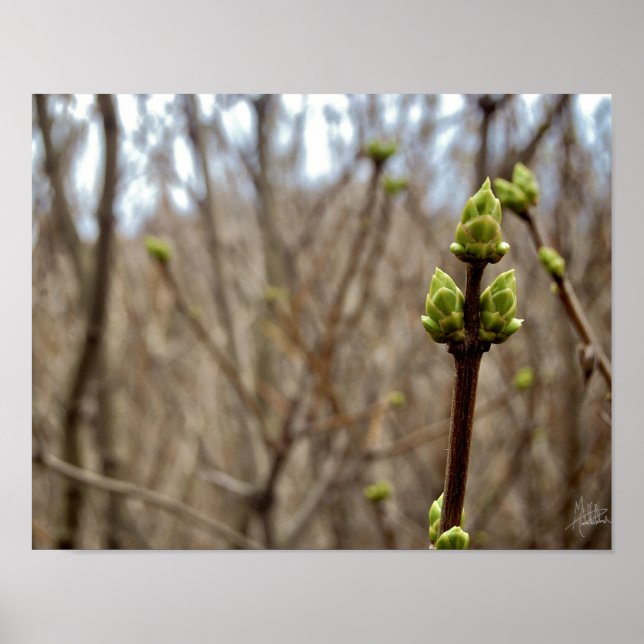 Póster Springtime [Impressão] (Frente)
