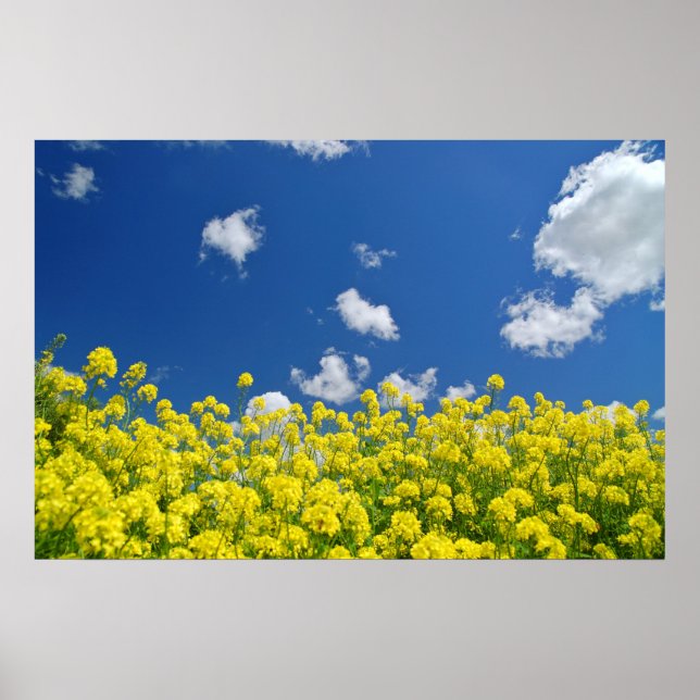 Póster Springtime Meadow (Frente)