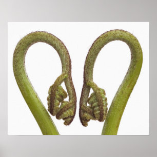 Póster Sprouts 2 da samambaia