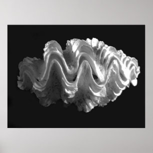 Póster Squamosa Frilled gigante do Tridacna do Seashell