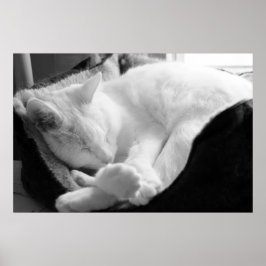 Póster Squeak De Dormência