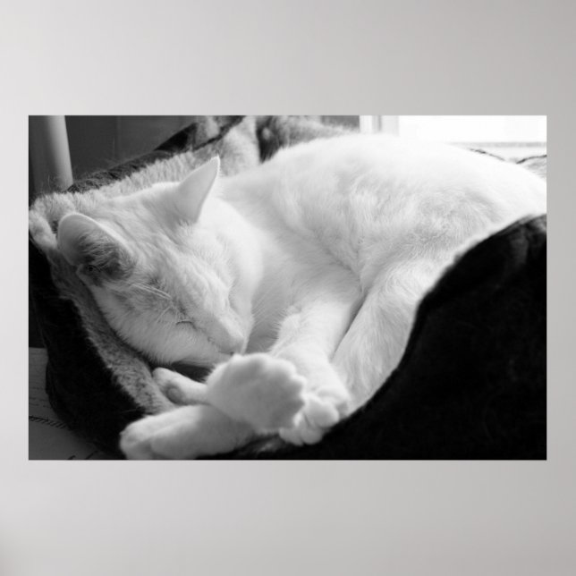 Póster Squeak De Dormência (Frente)