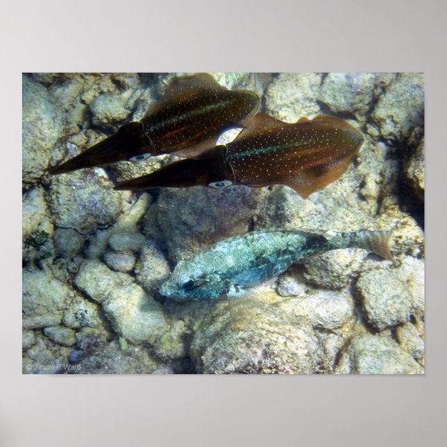 Póster Squid Wannabe (Frente)