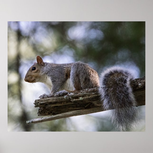 Poster Squirrel Perched on a Tree Branch (Frente)