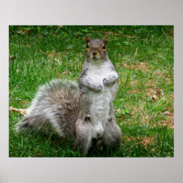 Poster Squirrel Standing