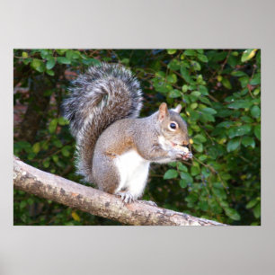 Póster Squrrel que come o pão