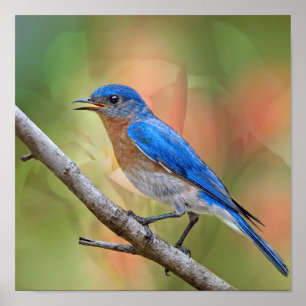 Póster Sr. Bonito Bluebird