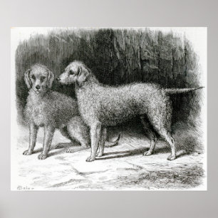 Poster Sr. F. Armstrong dos terrier de Bedlington