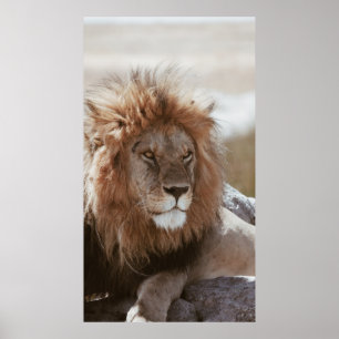 POSTER SR. LION