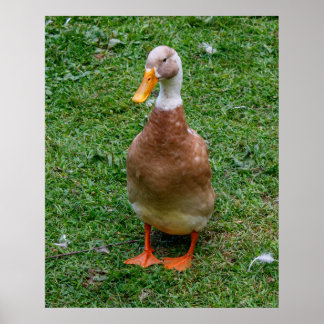 Poster Sr. Pato