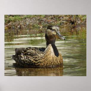 Poster Sr. Quack