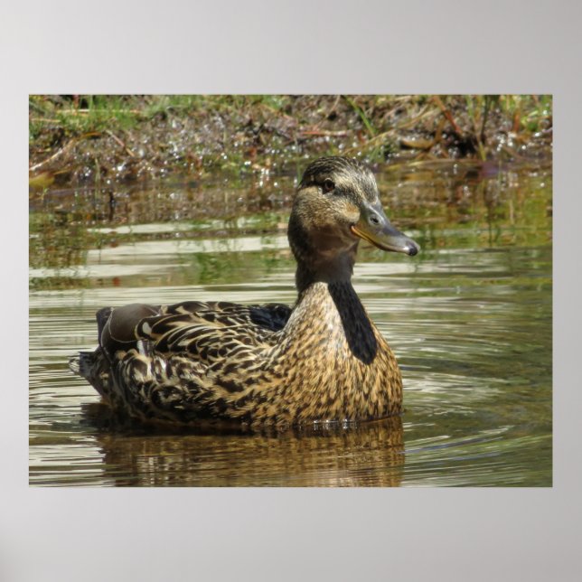 Poster Sr. Quack (Frente)