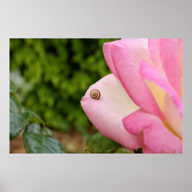 Póster Sr. Snail (Frente)