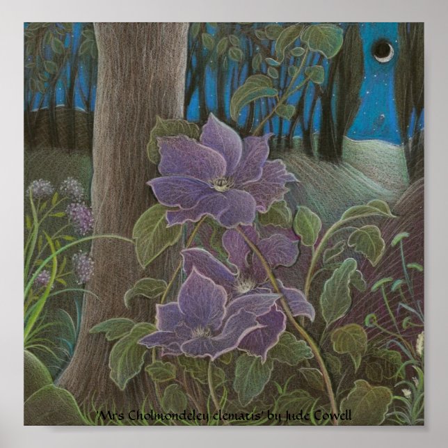 Póster "Sra. Cholmondeley clematis by Moonlight" (Frente)