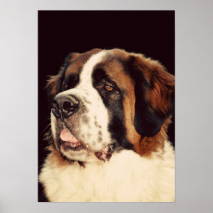 Póster St Bernard