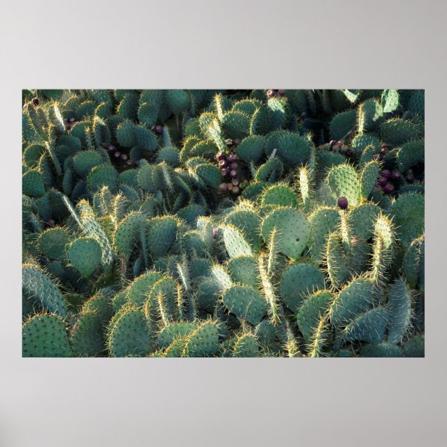 Poster Stachelige Kakten (Frente)