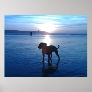 Póster Staffordshire Bull Terrier