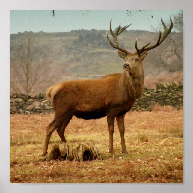 Póster Stag Imperial (Frente)