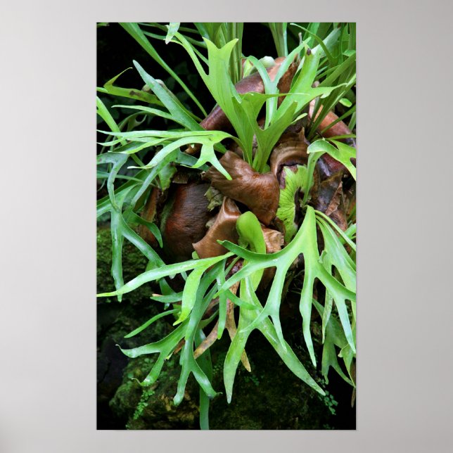 Póster Staghorn Fern (Frente)