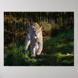 Poster Stalking Lynx