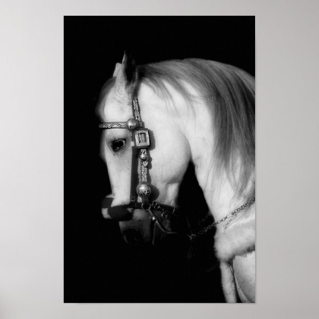 Póster Stallion (Frente)