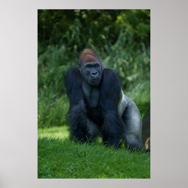 Poster Stance de Silverback Gorilla (Frente)