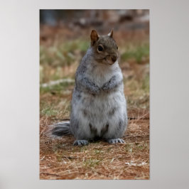 Poster Standing Squirrel
