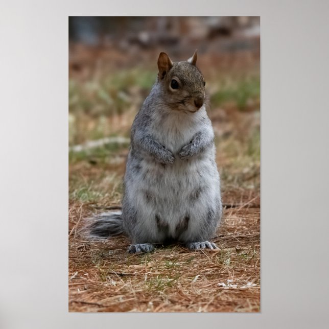 Poster Standing Squirrel (Frente)