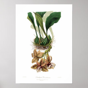 Póster Stanhopea devoniensis