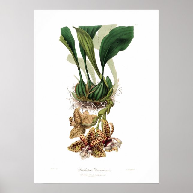 Póster Stanhopea devoniensis (Frente)