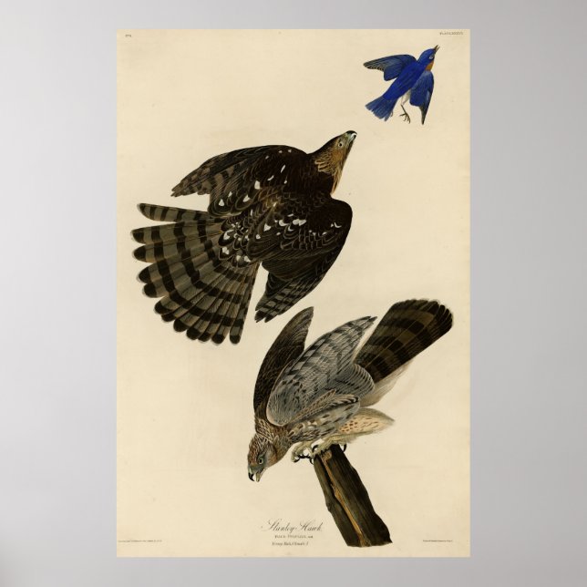 Poster Stanley (Cooper's) Hawk Audubon's Birds of America (Frente)