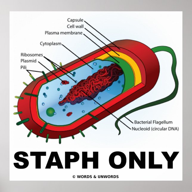 Póster Staph Apenas (Bacteria Prokaryote) (Frente)
