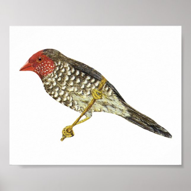 Poster Star Finch (Sul) - Neochmia ruficauda Folio (Frente)