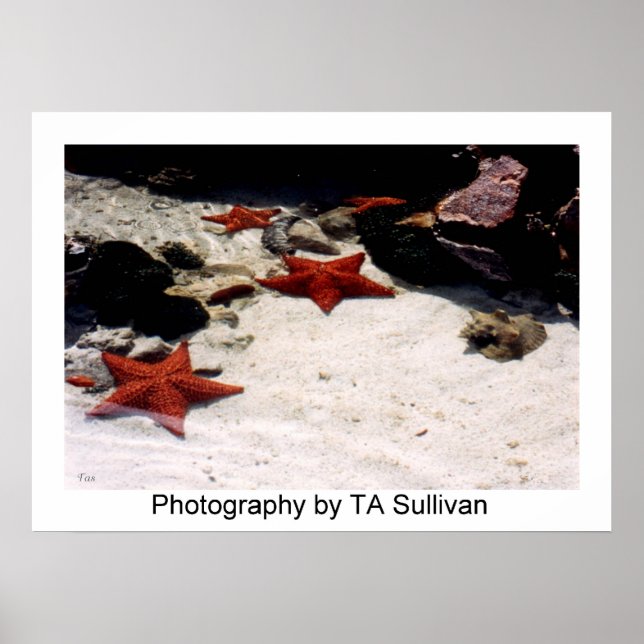 Póster Star Light, Star Bright por TDGallery (Frente)