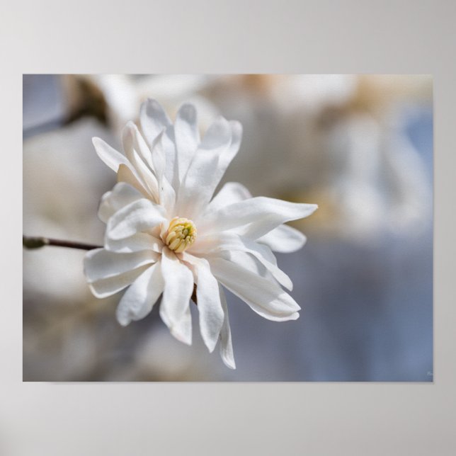 Poster Star Magnolia Bloom (Frente)