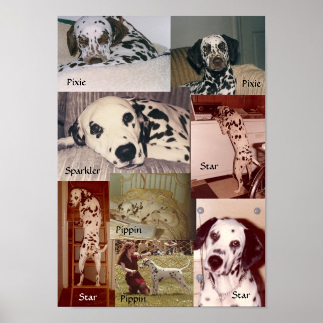 Poster Star, Pippin, Sparkler e Pixie (Frente)