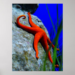 Póster Starfish-452926 FOTOGRAFIA DE PEIXE VERMELHO BRILH