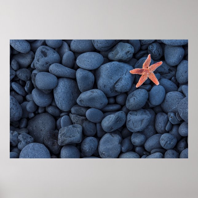 Póster Starfish Em Rochas Pretas Ao Longo Da Costa | Islâ (Frente)