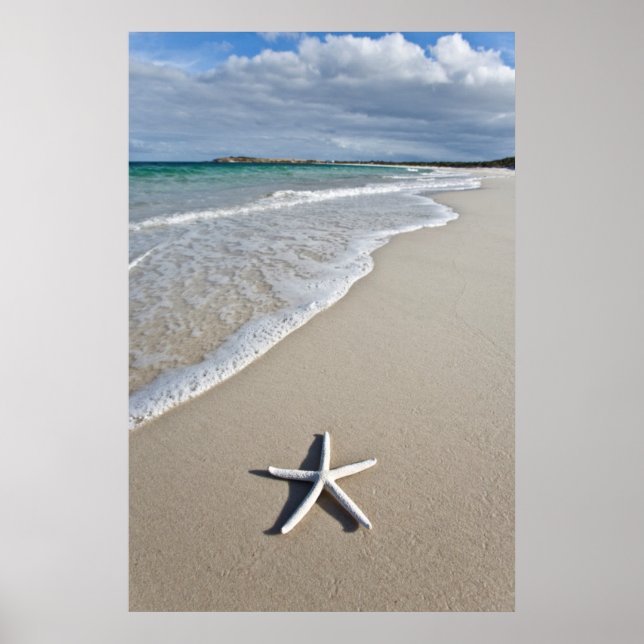 Poster Starfish Em Uma Praia Remota (Frente)