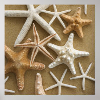 Starfish Na Areia