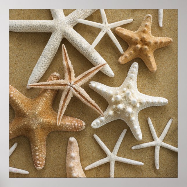 Póster Starfish Na Areia (Frente)