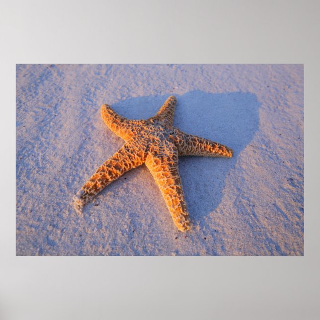 Póster Starfish Na Areia Branca (Frente)