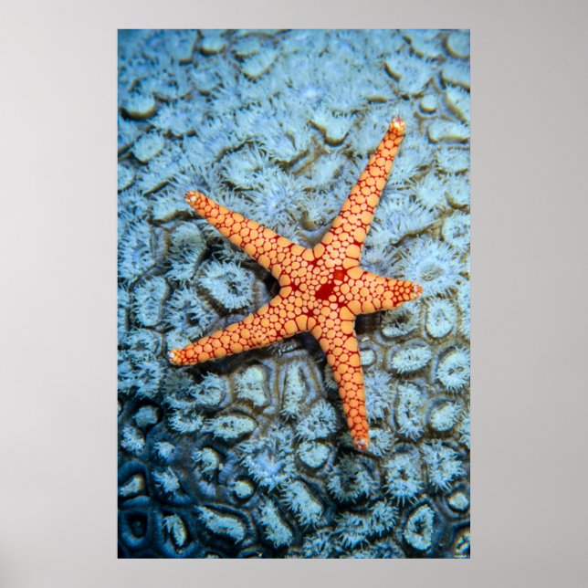 Póster Starfish Num Coral Com Polipes (Frente)
