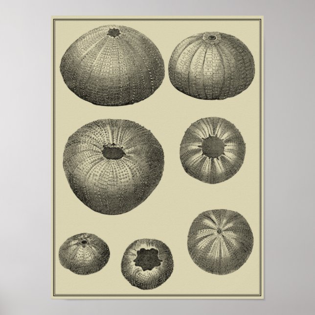 Póster Starfish preto e branco (Frente)