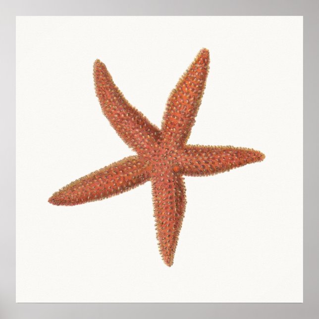 Poster Starfish - Sherman Denton Fish Lithograph (Frente)