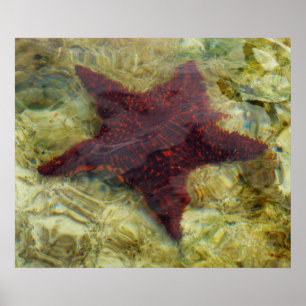 Póster Starfish submarino das Bahamas