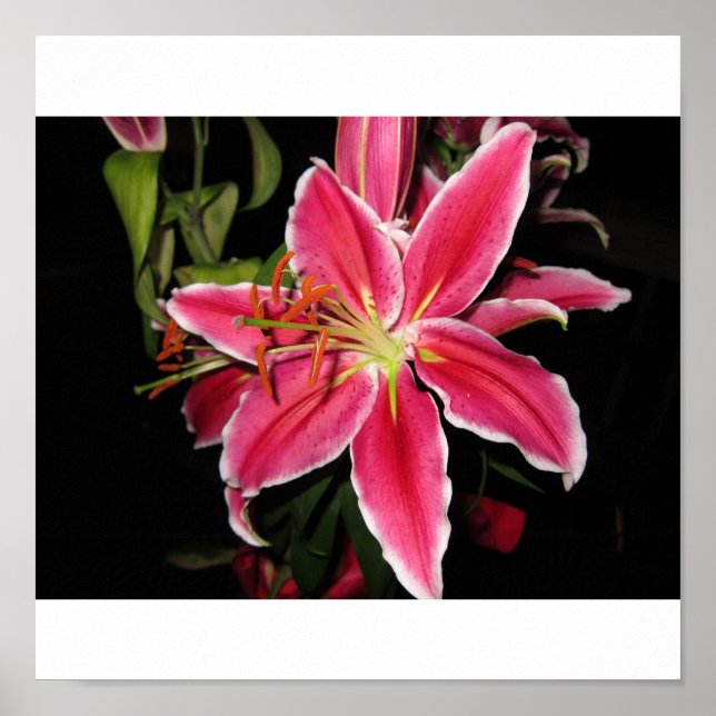 Poster Stargazer Lilly (Frente)